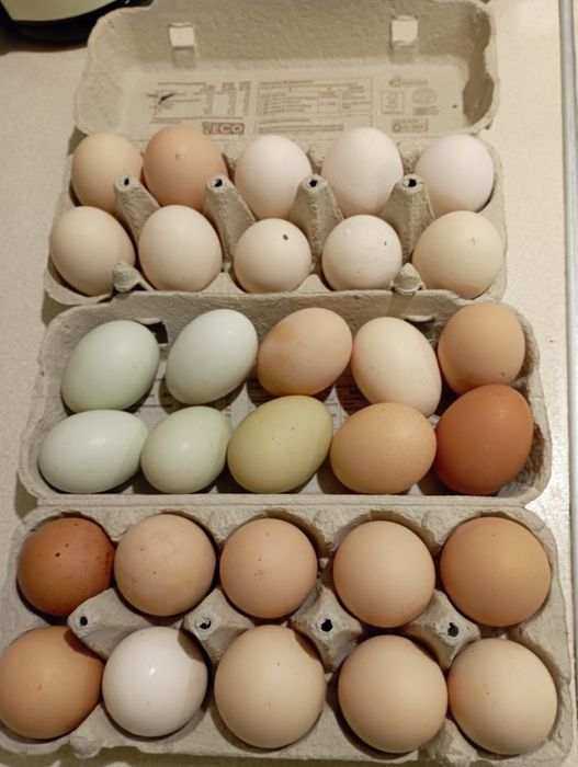 Swojskie Jaja świeże