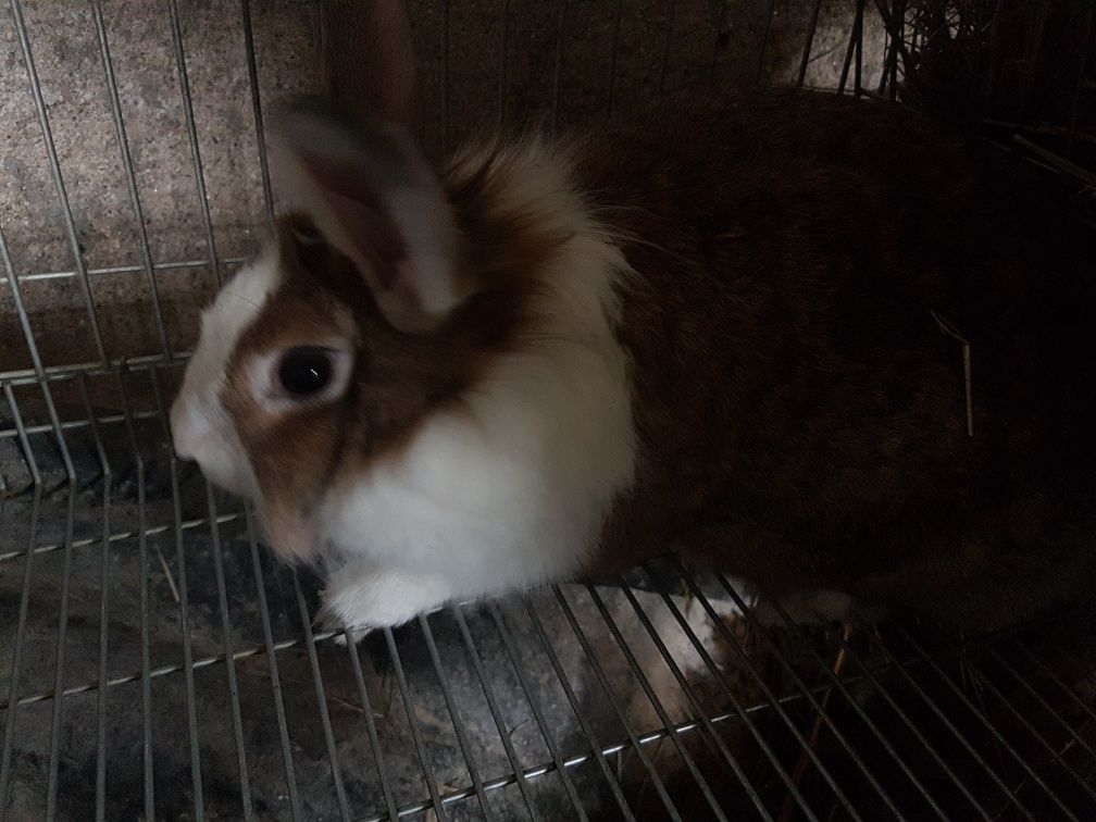 Vendo Coelhos (Entrega Disponível)