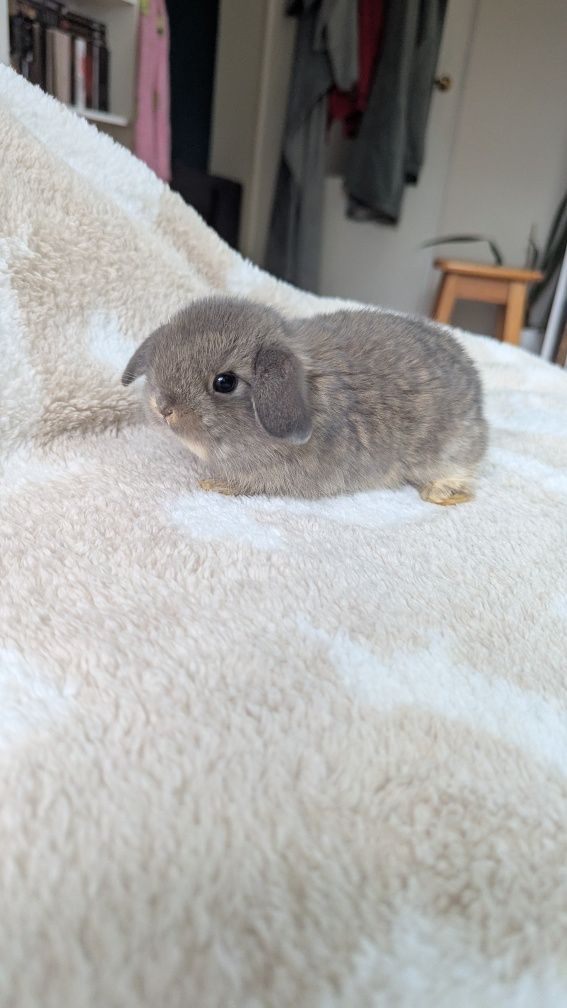 Króliki miniaturki rasy MINI LOP małe karzełki baranki