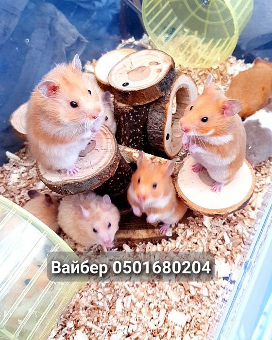 Хомяк много окрасов есть доставка по городу хомячки джунгарские