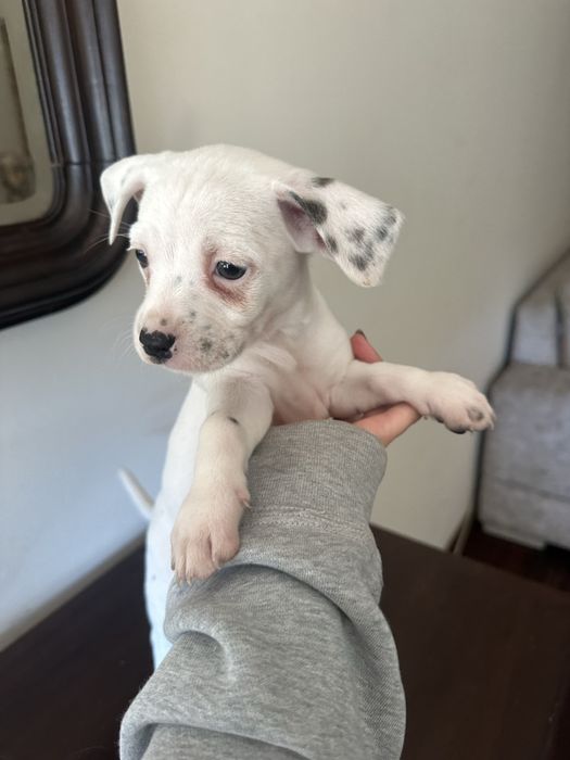 Adoção responsável mistura de chiuhuahua com dalmata