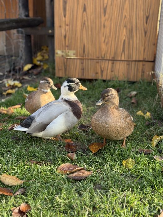 Para kaczek call duck