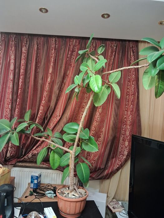 Фікус каучуконосний