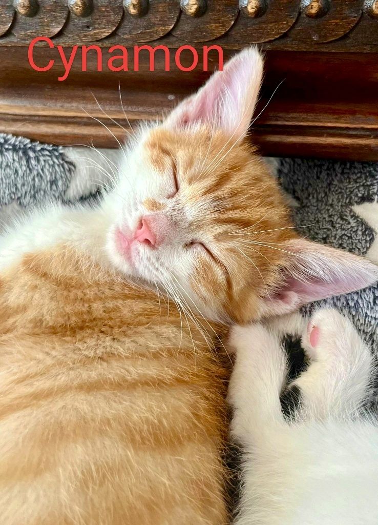 Tadzik i Cynamon polecają się do adopcji :)