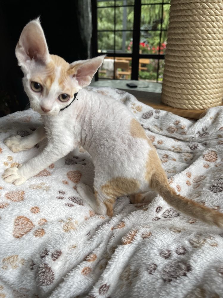 Devon rex kocurek , rodowod FPL /FIFE