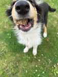 Piesek pies owczarek szkocki collie lassie tricolor rodowód
