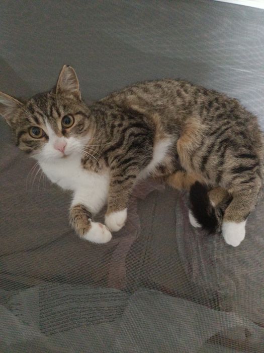 Кошення 7міс.Віддаю в добрі руки