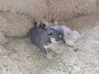 Chihuahua, mini piesek,  szczeniak