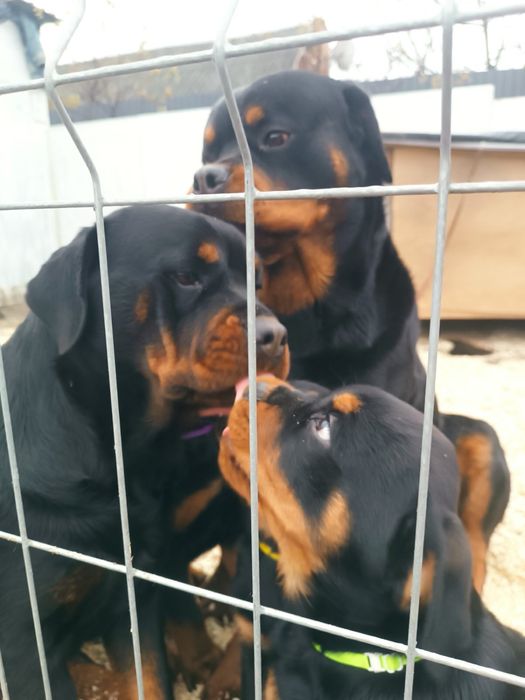 Цуценята ротвейлера.