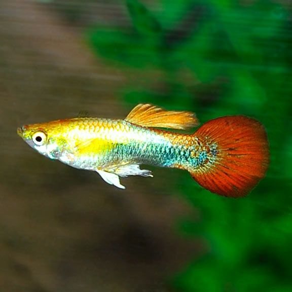 Guppy poecilia reticulata