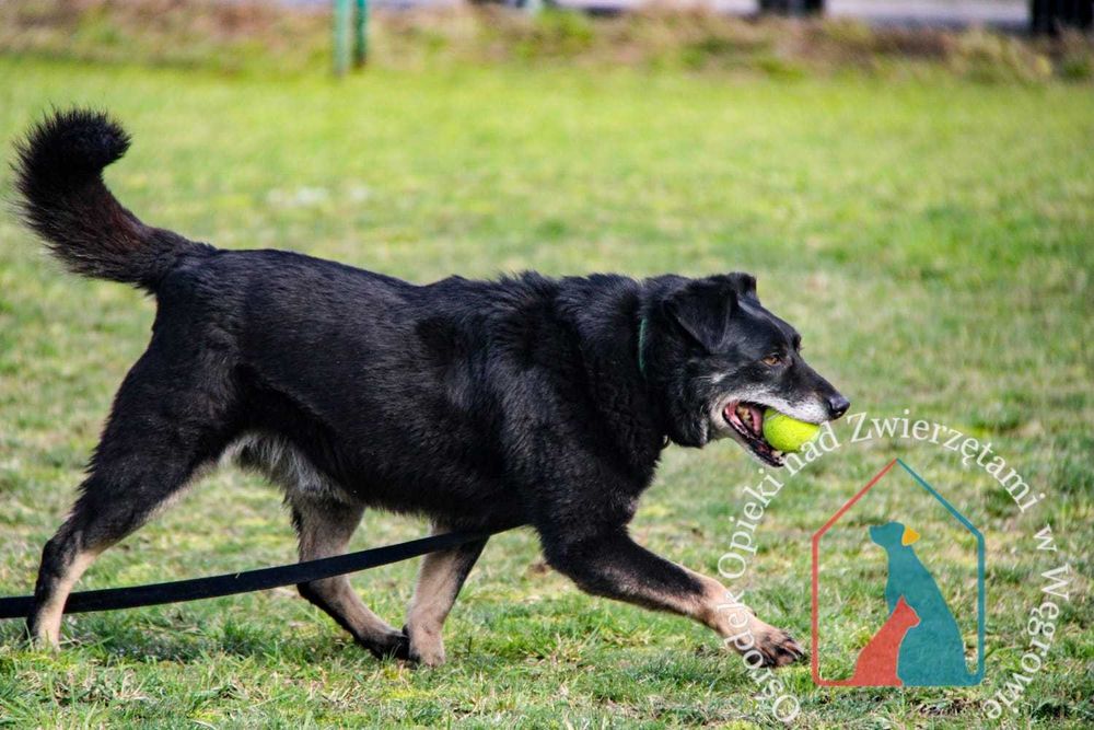 Bardzo przyjazny piesek Doner długo jest w schronisku! Adoptuj!