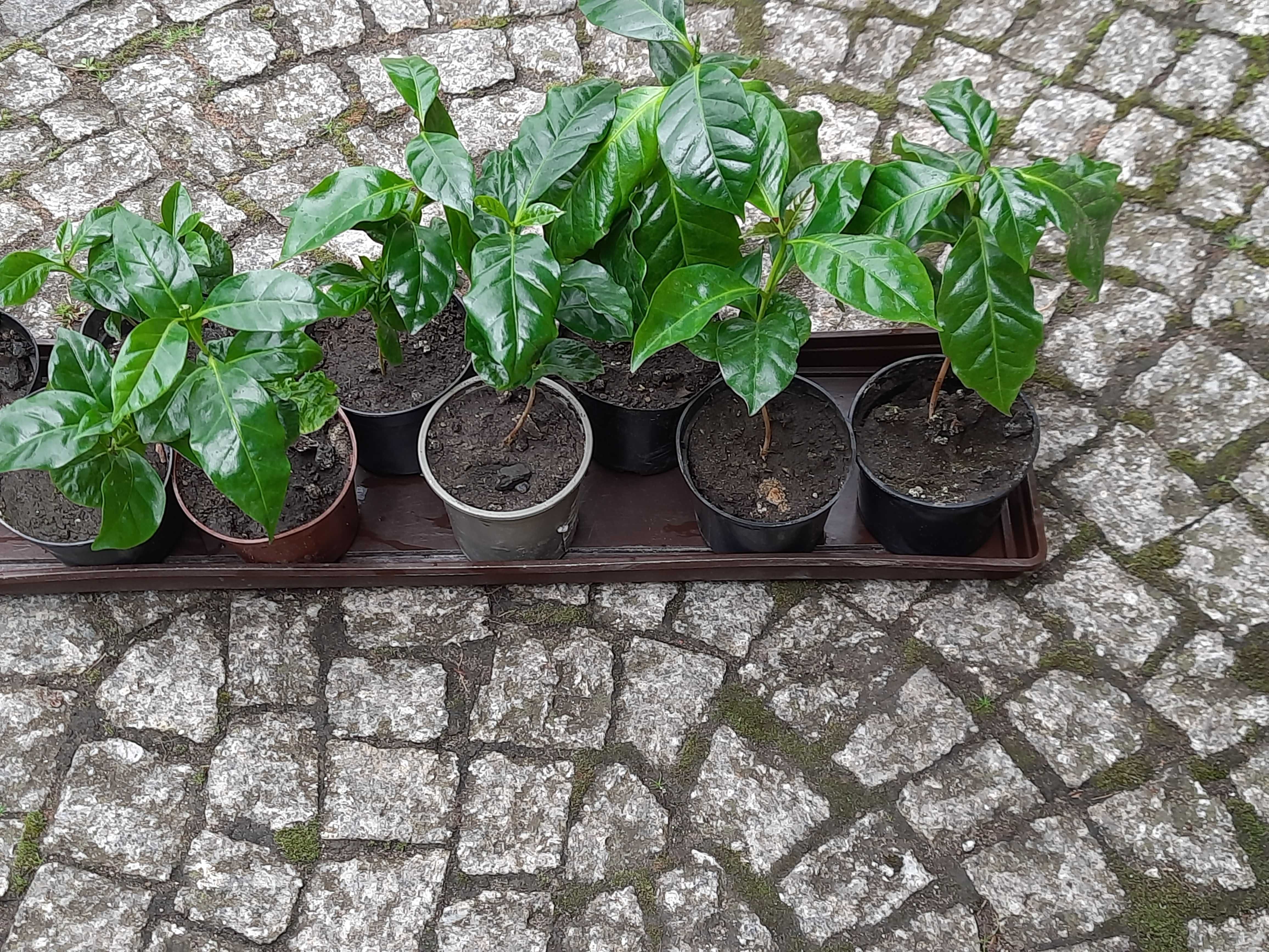 Wyposażenie wnętrz, ozdoba w domu, sadzonka kawy, kawa arabica