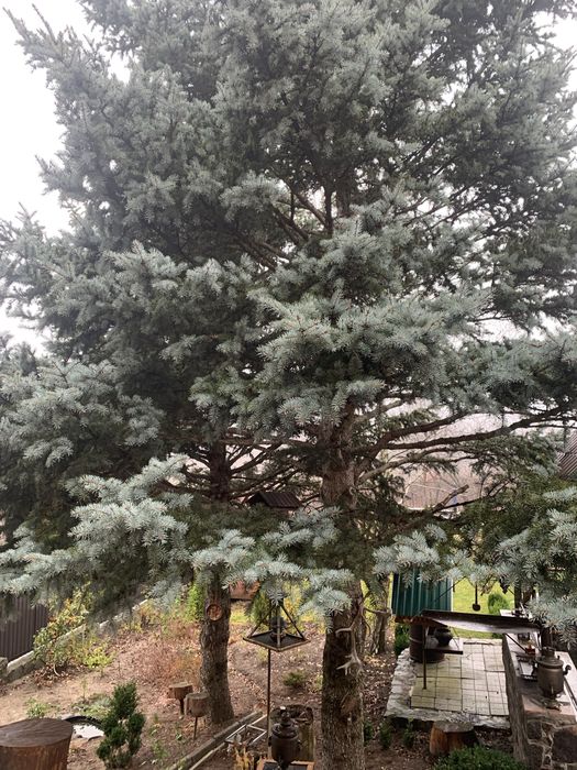 Ветки зелёной и голубой ёлки