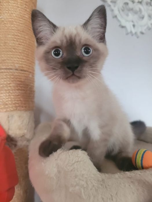 Cudny kocurek brytyjski point