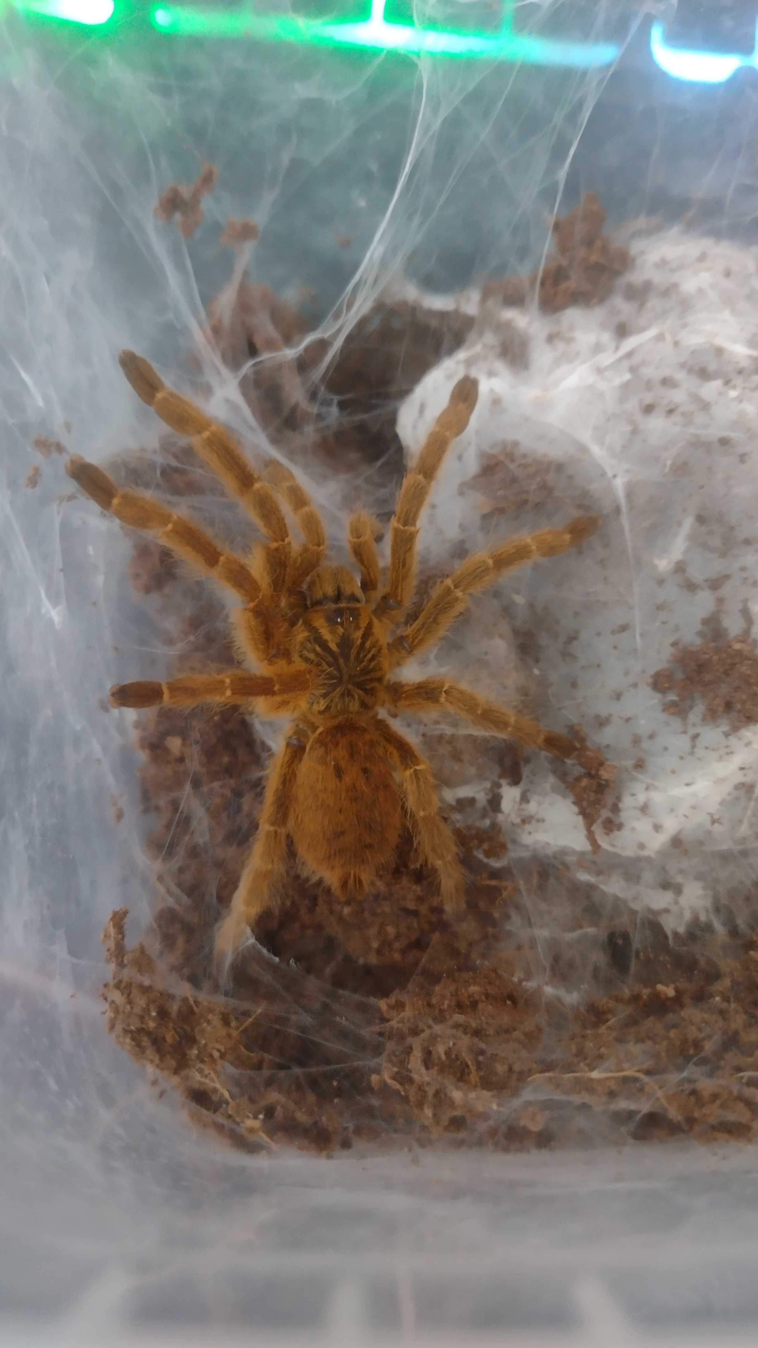 Pterinochilus Murinus Usambara SAMICA