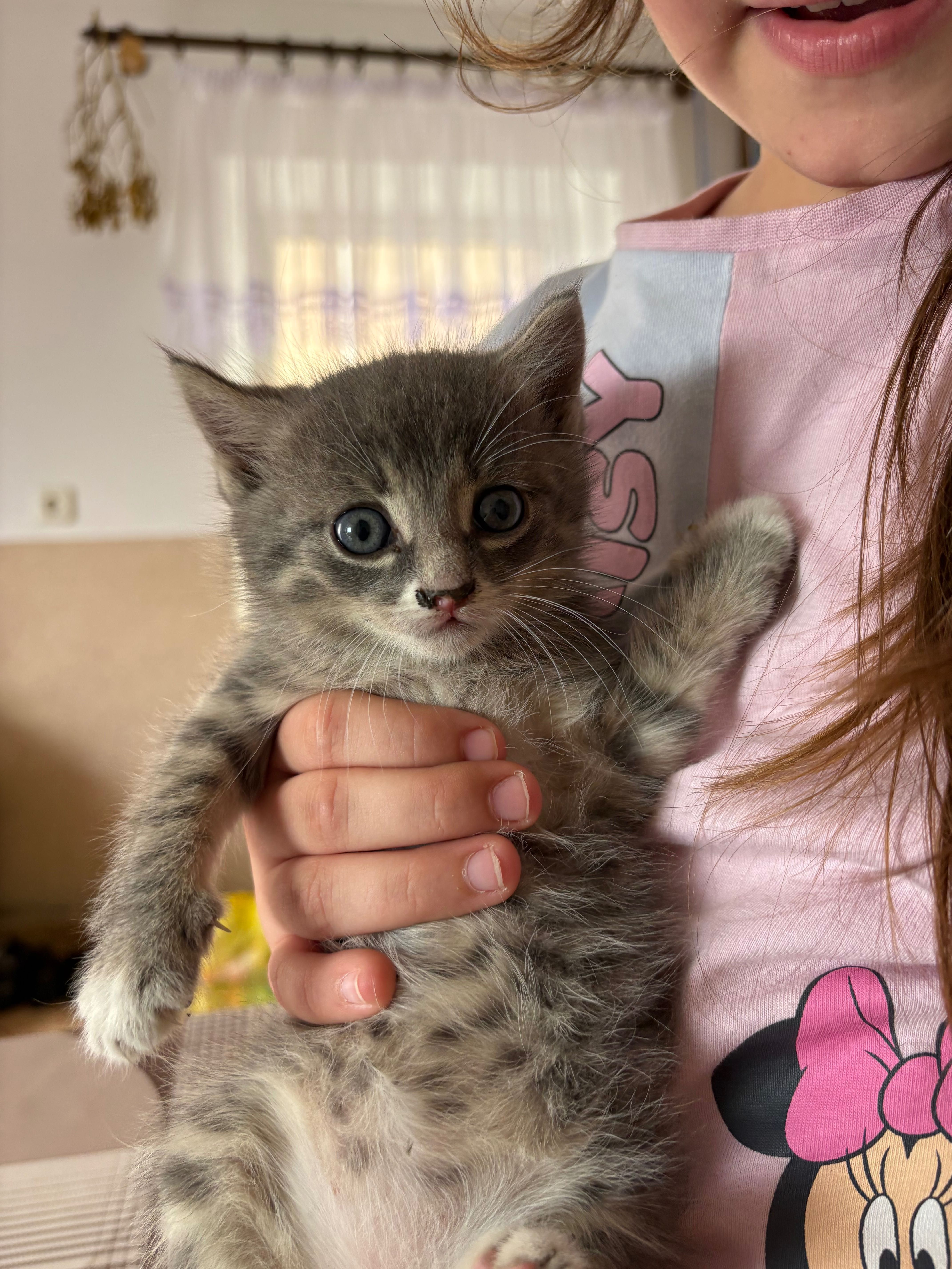 Віддам котика в добрі руки