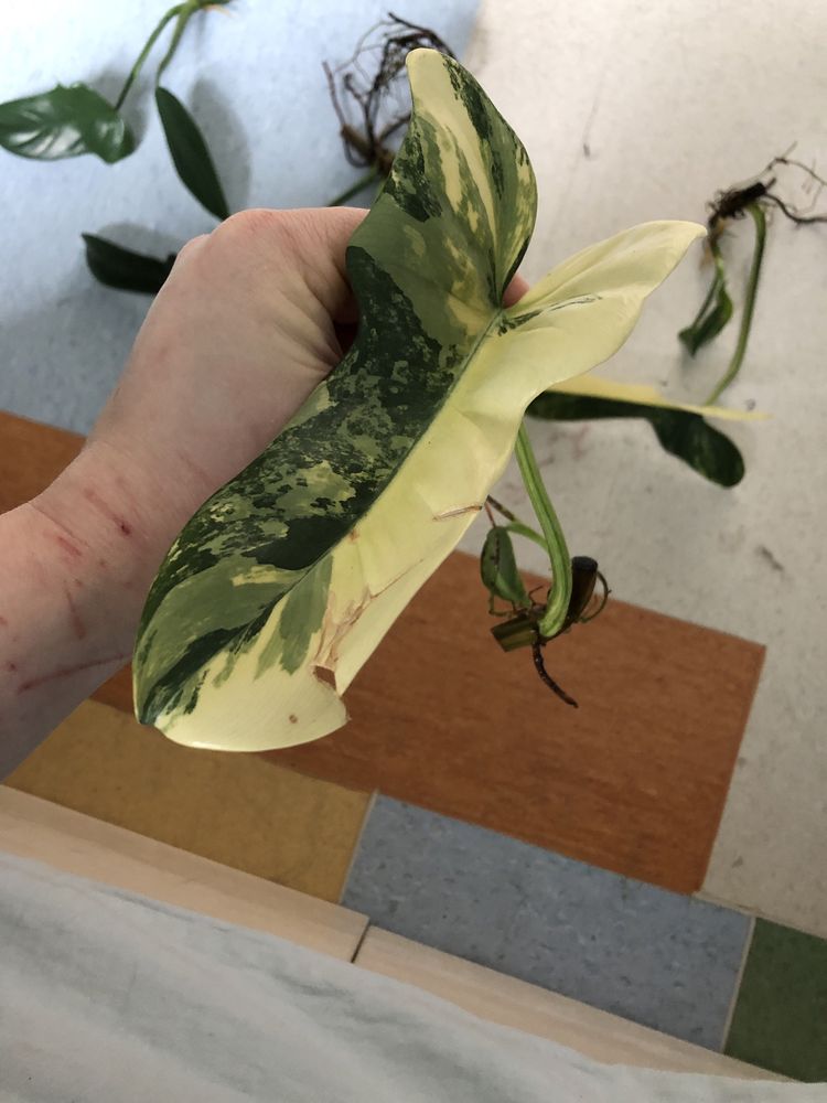 Philodendron bipennifolium variegata i w regresie