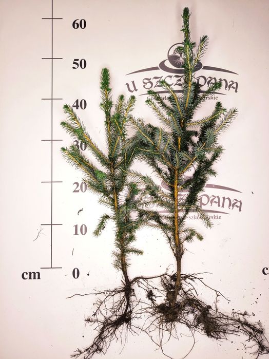 Świerk serbski 45-60 cm 3 letni picea omorika żywopłoty szpalery