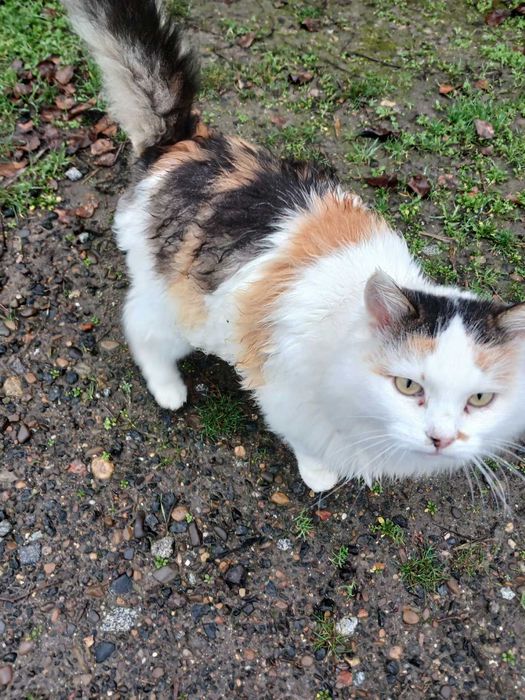 Отдадим кошечку в хорошие руки