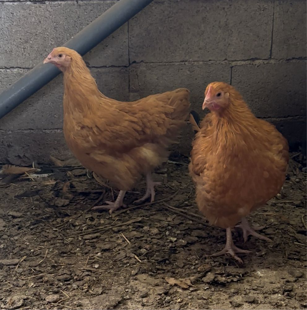 Galinhas de raça pura