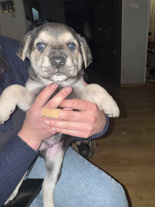 Oddam Pieski za darmo