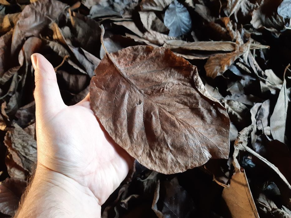 20szt liście magnolii do akwarium, terrarium, krewetek, isopodów