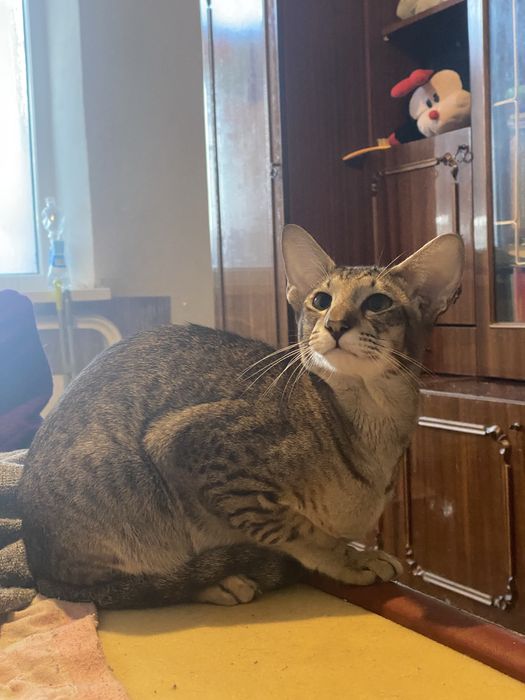 Котенок ориентал