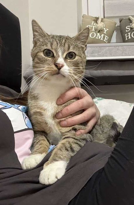 Bielik - kot do adopcji