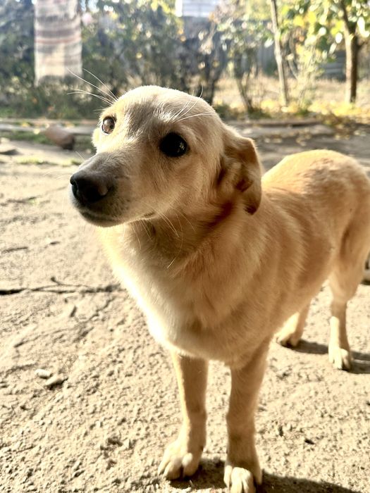 Віддам у добрі руки двох чудових собачок