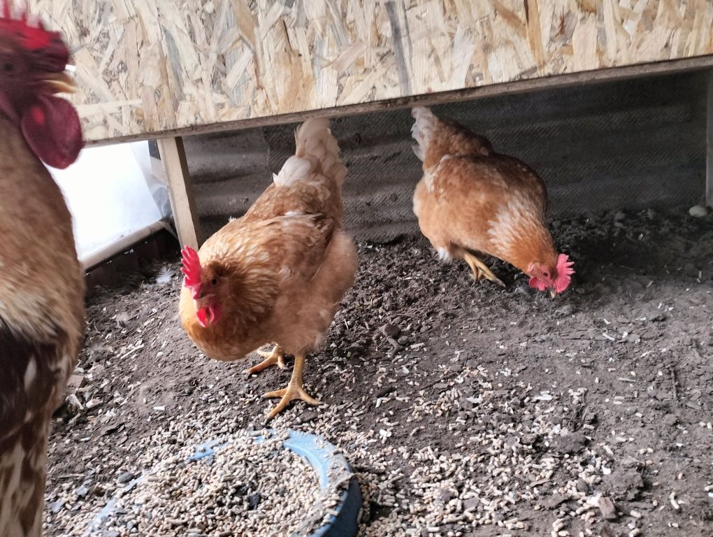 Мінім'ясні кури інкубаційне яйце, курчата. Мини-мясные, мини мясные