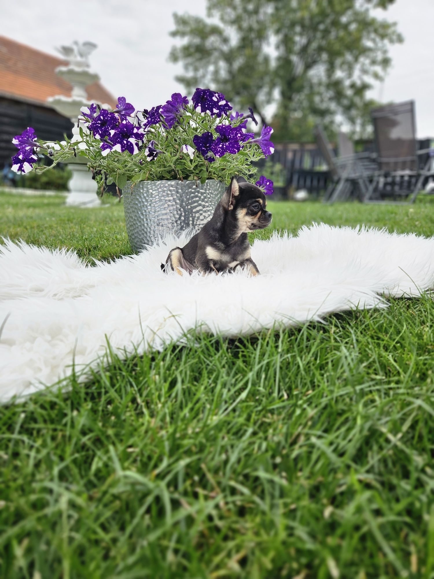 Chihuahua chłopczyk 14 tyg do 2 kg