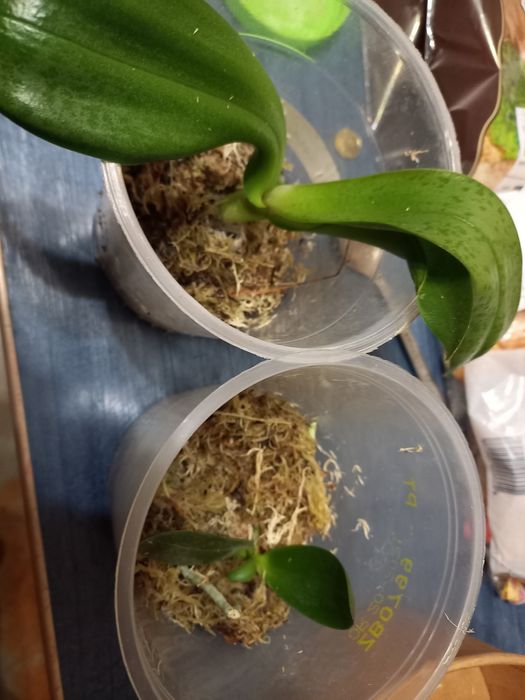 Продам  детку, детку орхидеи одарион парфюмированная фабрика