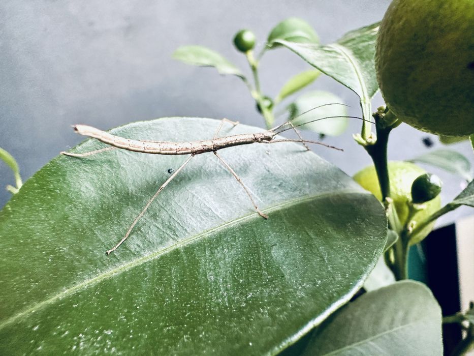 Straszyki czerwonoskrzydłe