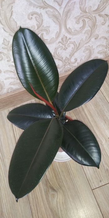 Фікус Тінеке,Бейліз,Абіджан,Шріверіана