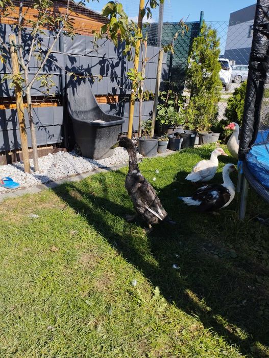 Kaczki kaczorki biegus