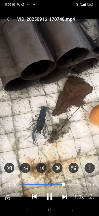 Австралійські раки