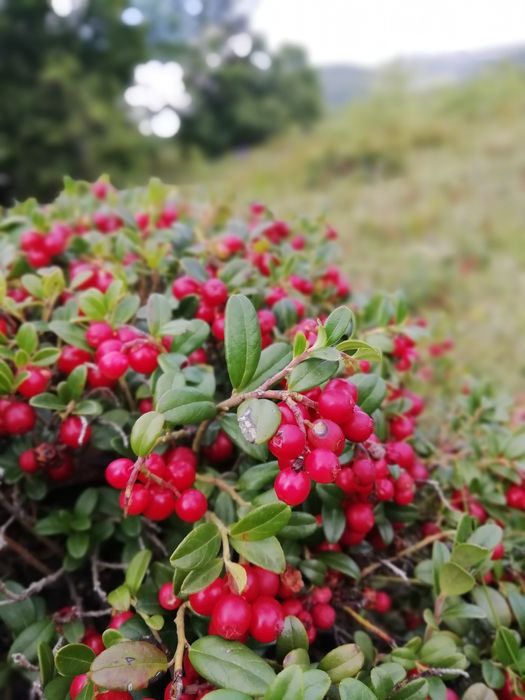 Брусниця сушена, карпатська (брусника)