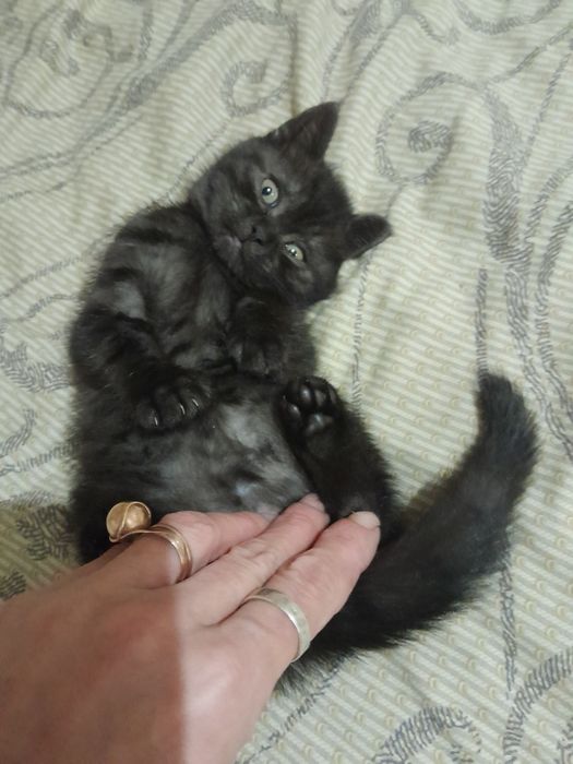 Шотландські дівчата чистокровні