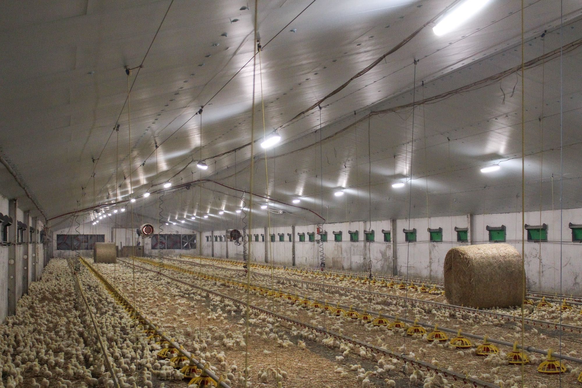 Ocieplenie Dachu Magazynu Hali Chlewni Obory Kurnika Styrodur XPS AGRO