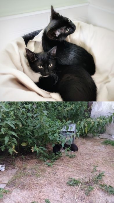 12 tygodniowe kocurki szukają miłości