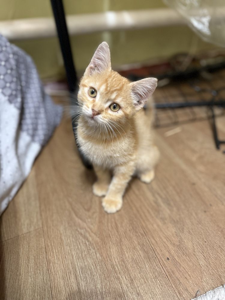 Кошеня у добрі руки хлопчик