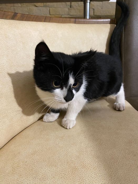 Котики в добрі руки