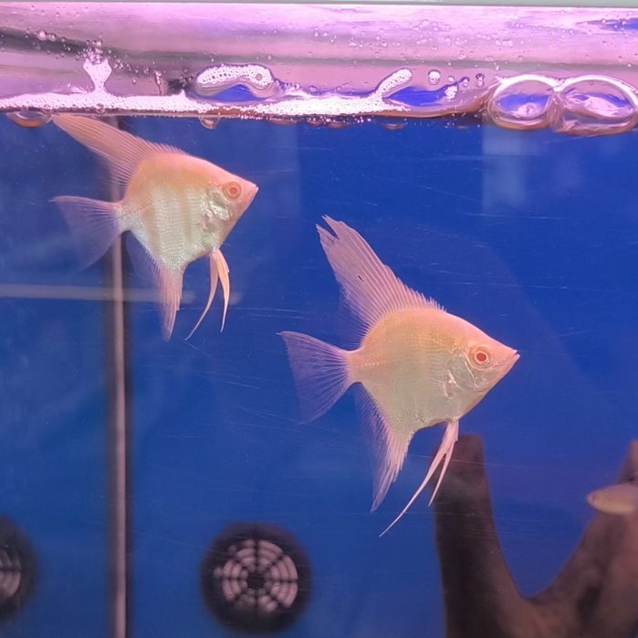 Escalar Albino Rio Japura (Pterophyllum Scalare)
