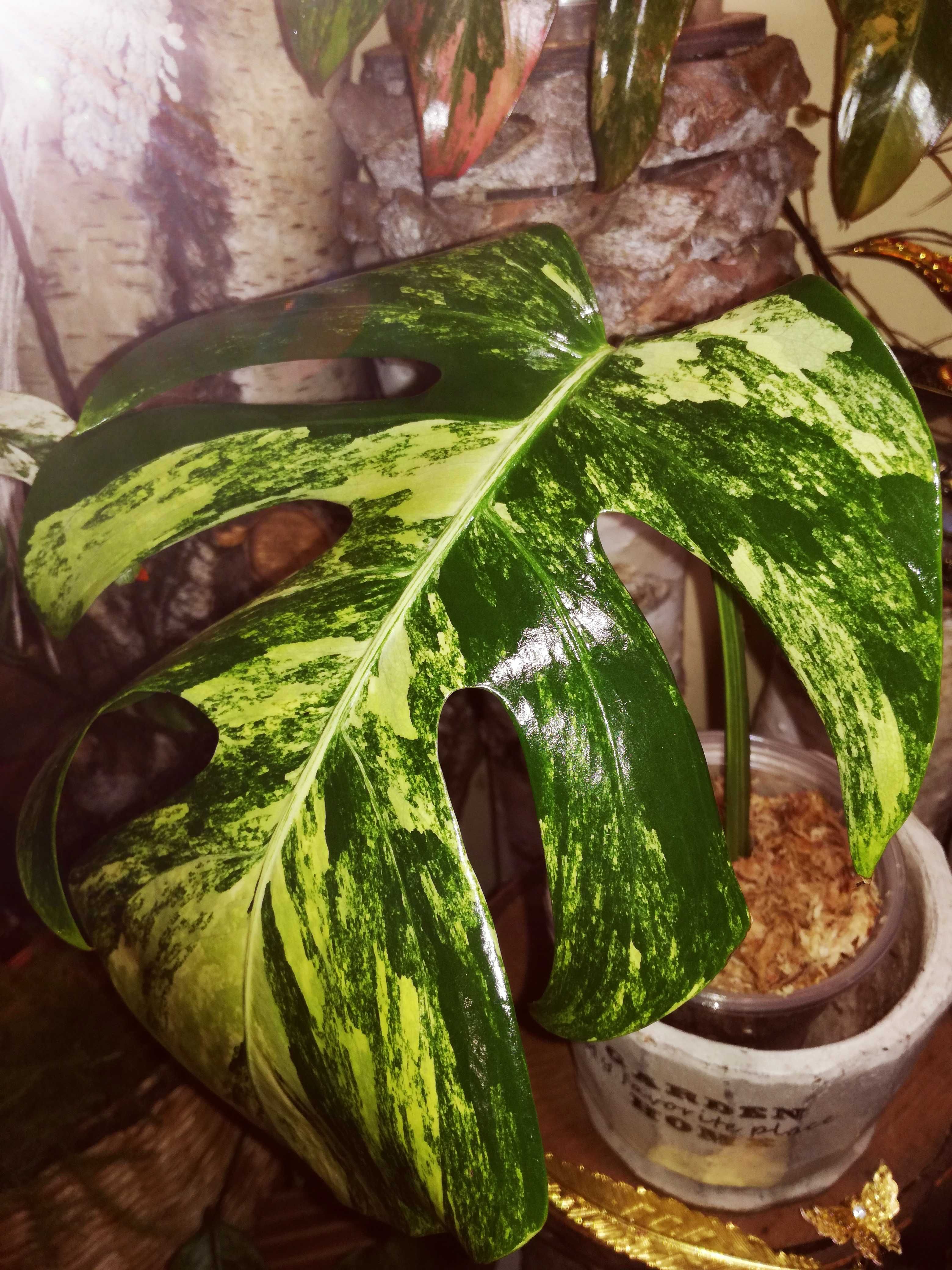 Monstera Marmorata Yellow Marylin Variegata Gold aurea NOWA ! philoden