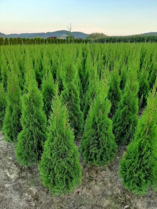 tuja thuja smaragd szmaragd z gruntu 100cm OKAZJA wyprzedaż