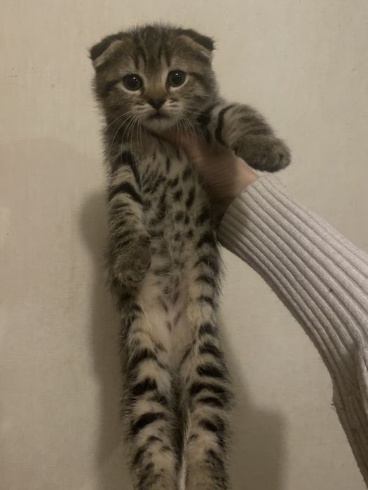 Радость в дом к деткам