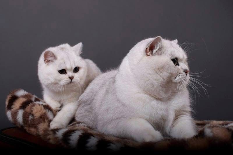 Котеня британської сріблястої шиншили. Дівчинка.