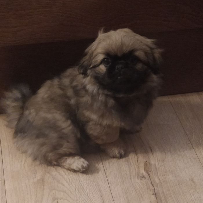 Pekińczyk szczeniaczek