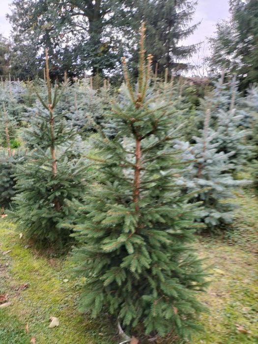 Świerki/jodły koreańskie w donicach