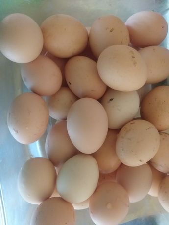 Продам домашні курячі  яйця